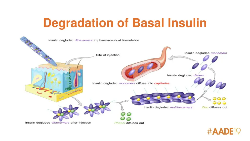 degradation of basal insulin