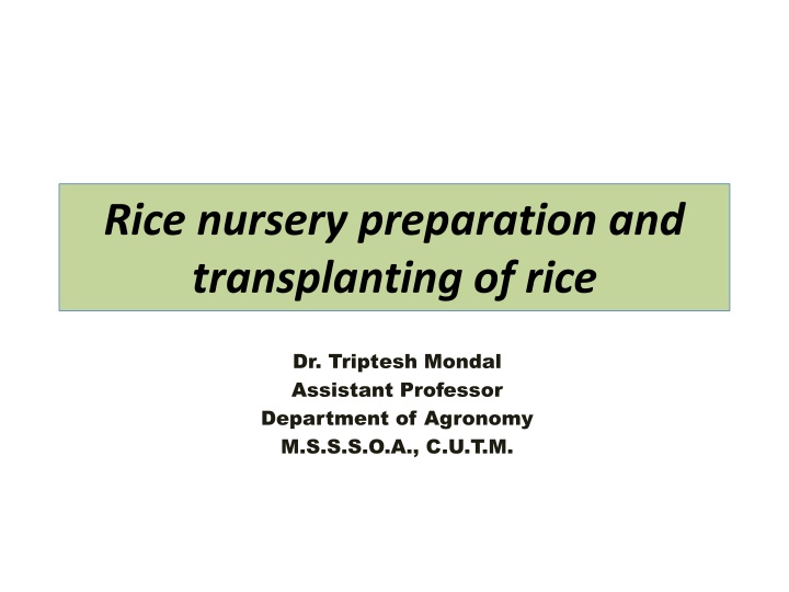 rice nursery preparation and transplanting of rice