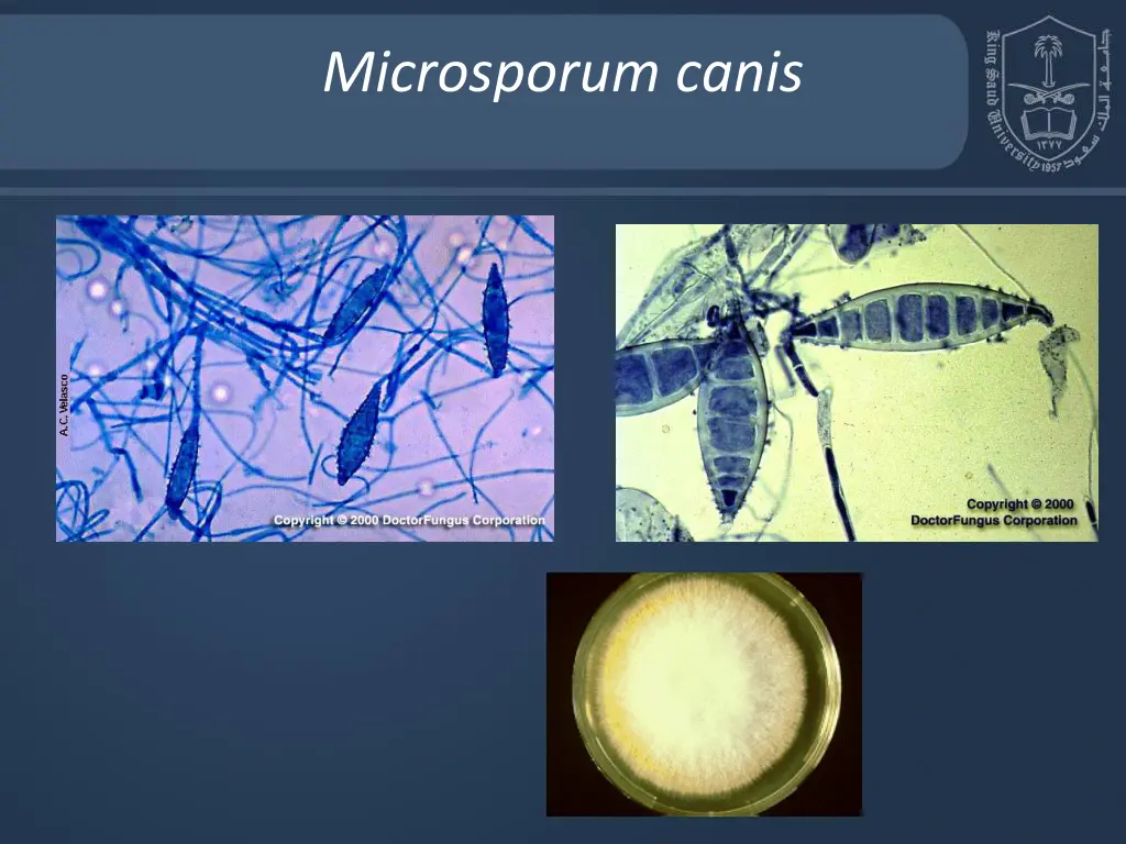 microsporum canis
