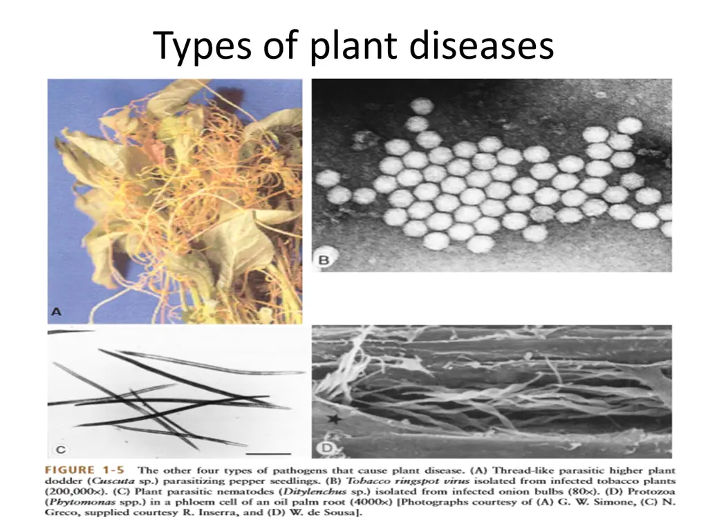types of plant diseases