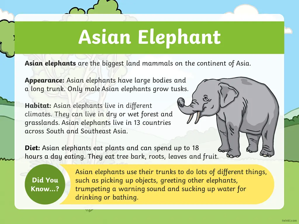 asian elephant