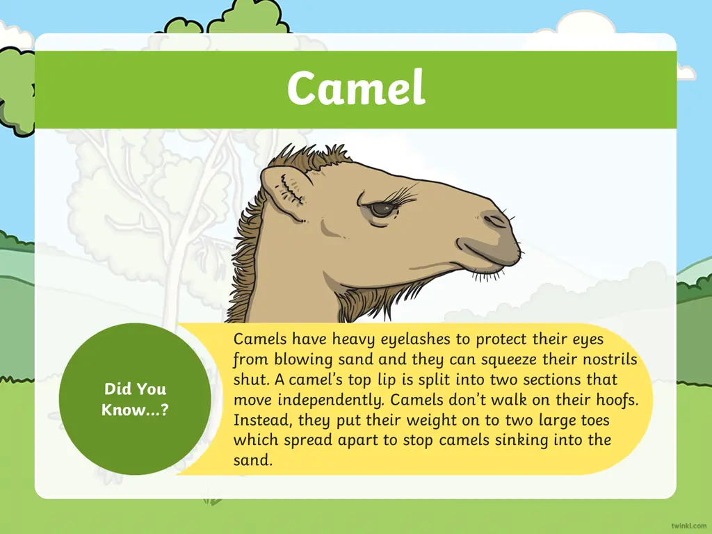 camel