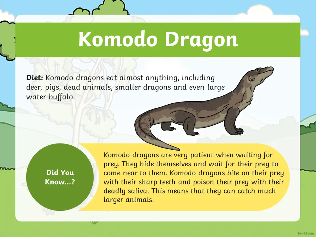 komodo dragon