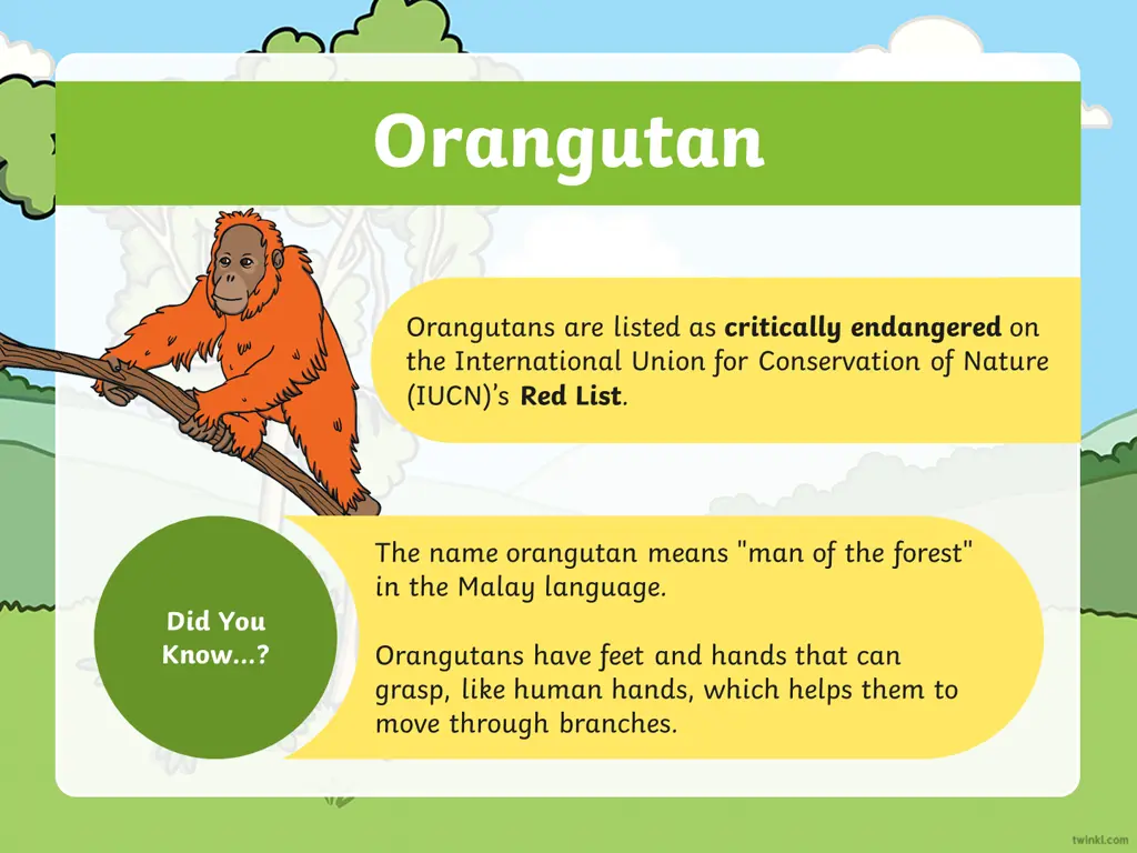 orangutan