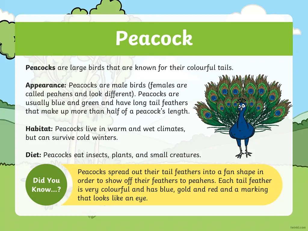 peacock