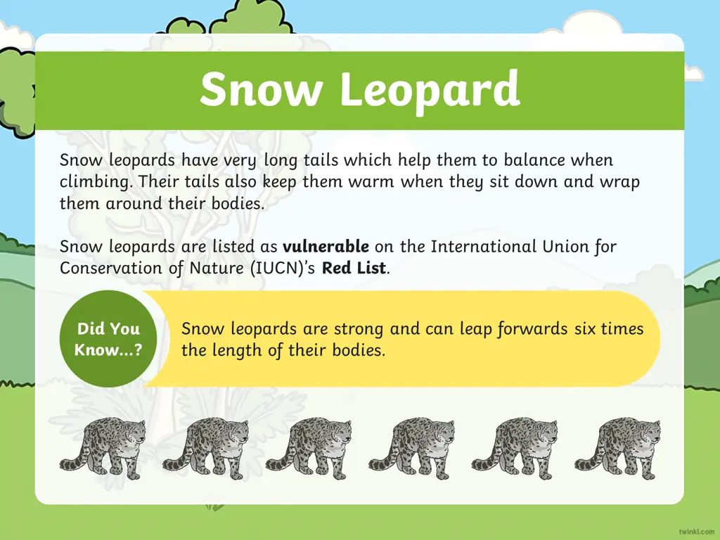 snow leopard