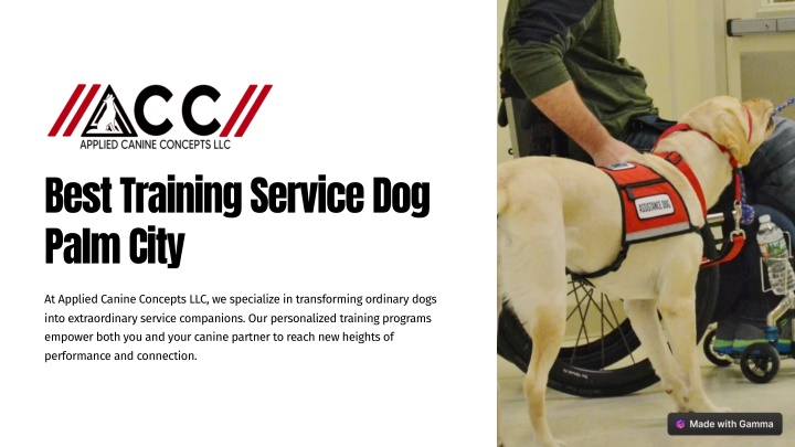 best training service dog palm city