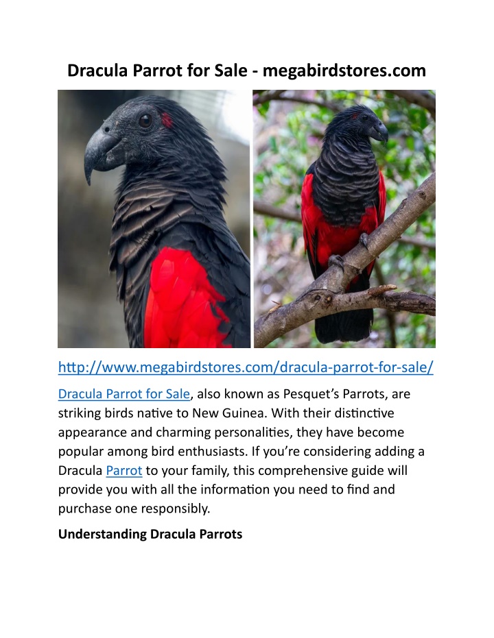 dracula parrot for sale megabirdstores com