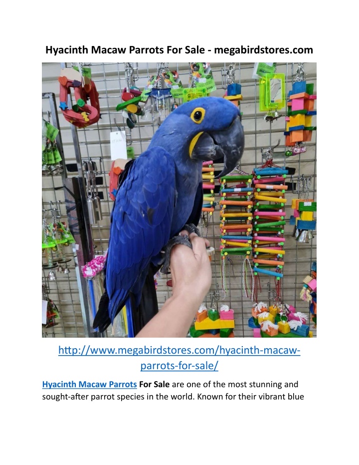 hyacinth macaw parrots for sale megabirdstores com