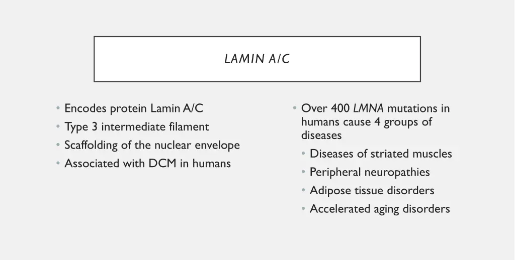 lamin a c