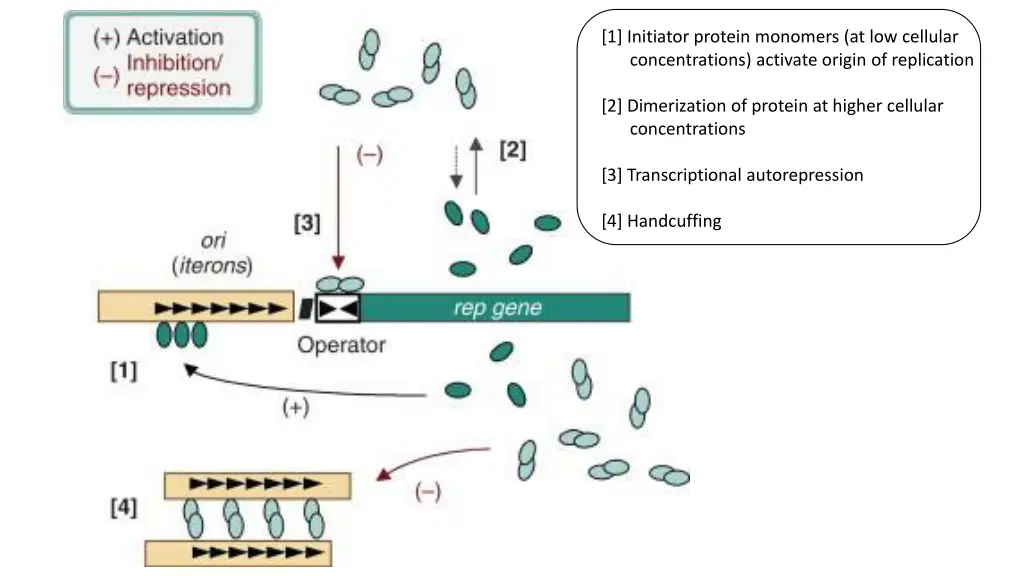 1 initiator protein monomers at low cellular