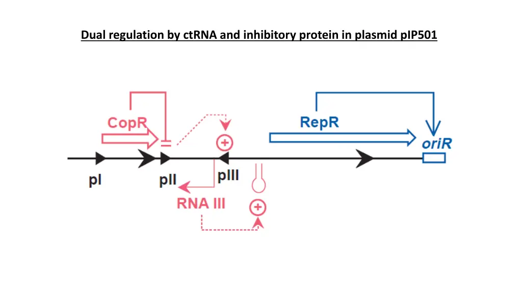 dual regulation by ctrna and inhibitory protein