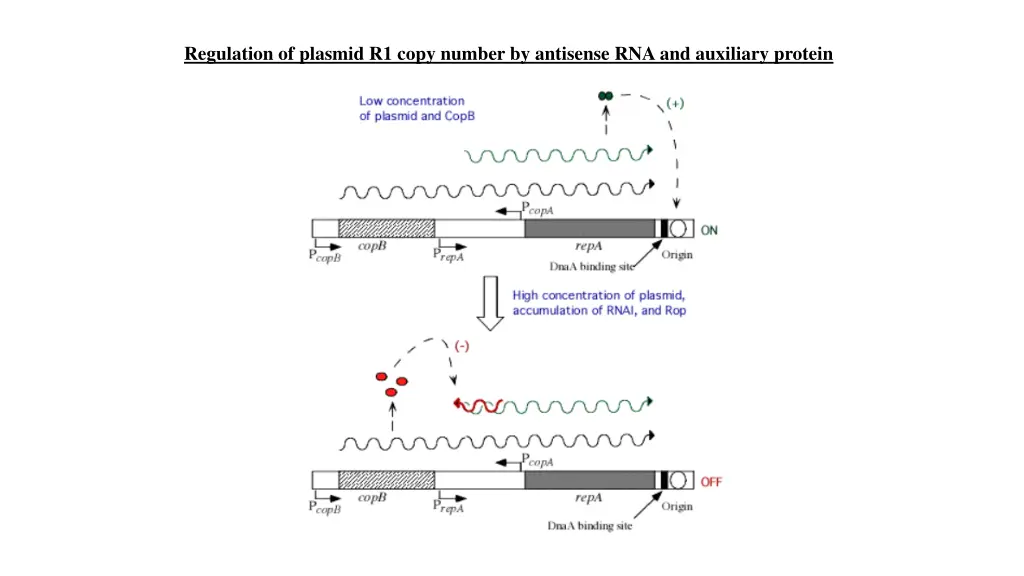 regulation of plasmid r1 copy number by antisense