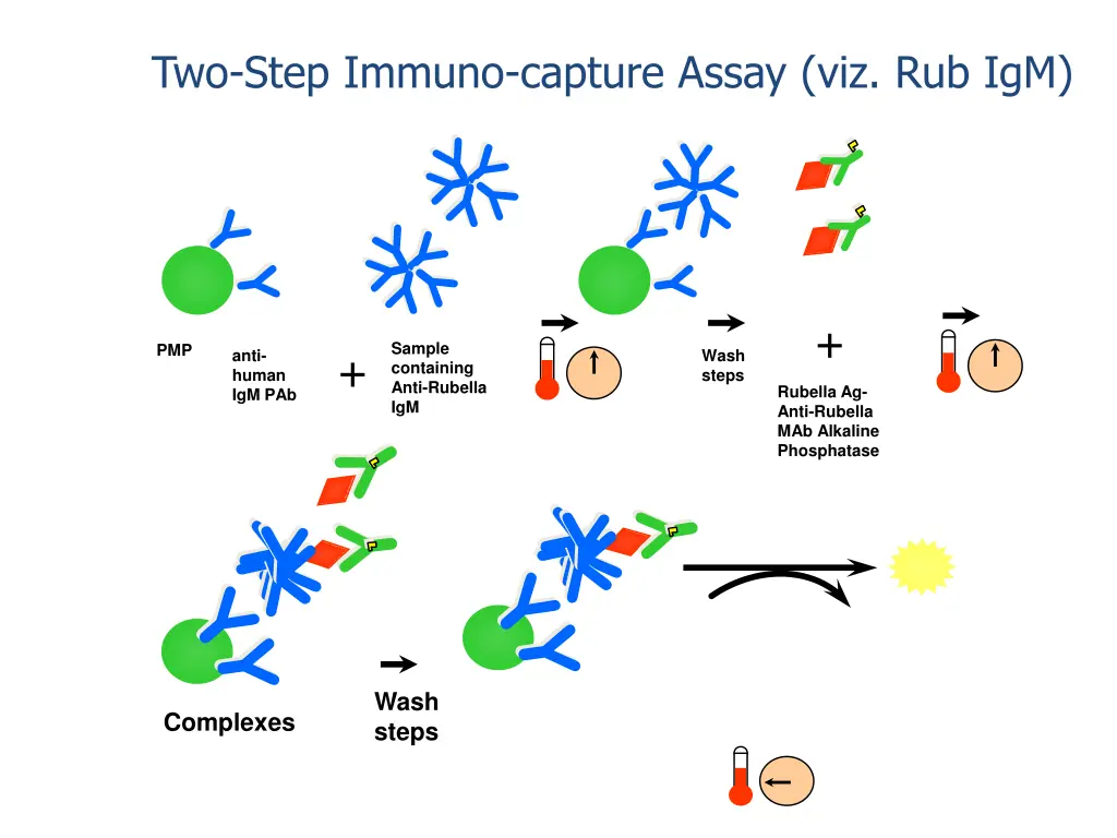 two step immuno capture assay viz rub igm