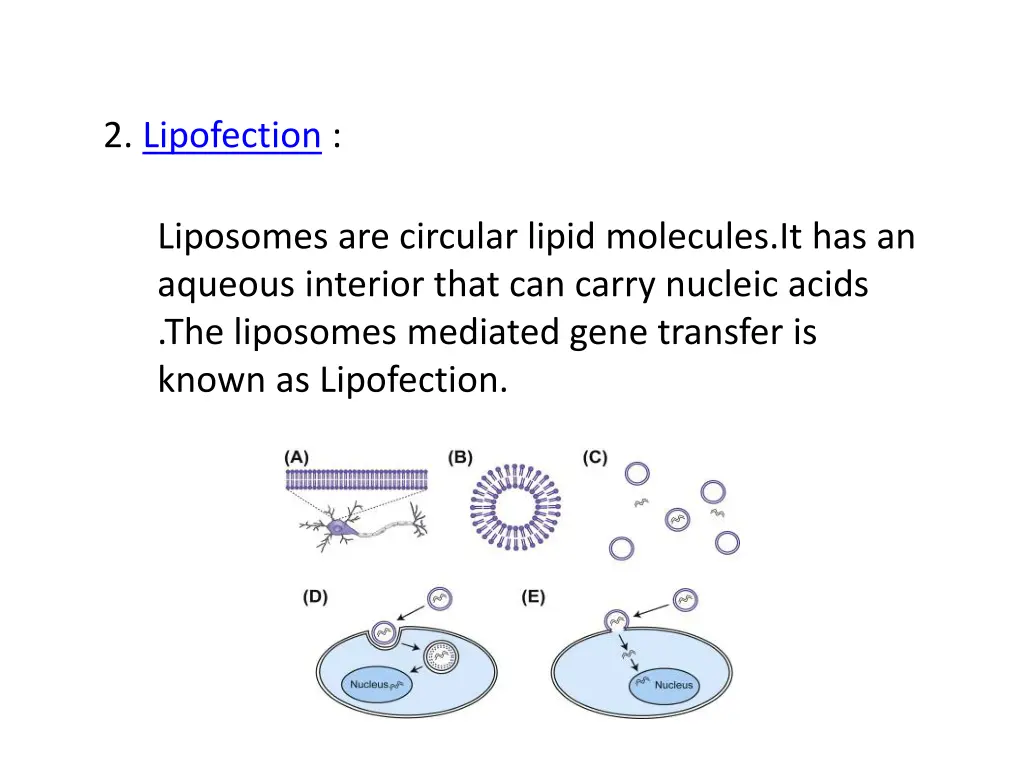 2 lipofection