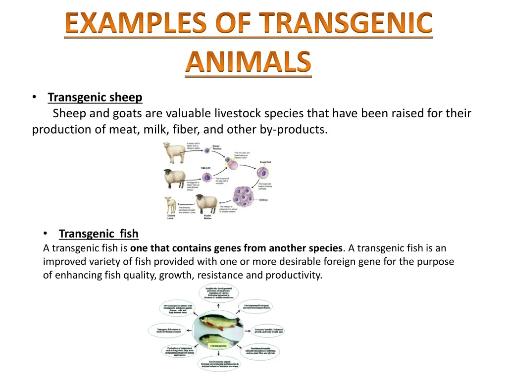 examples of transgenic animals