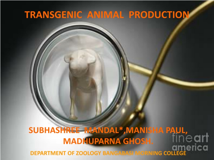 transgenic animal production