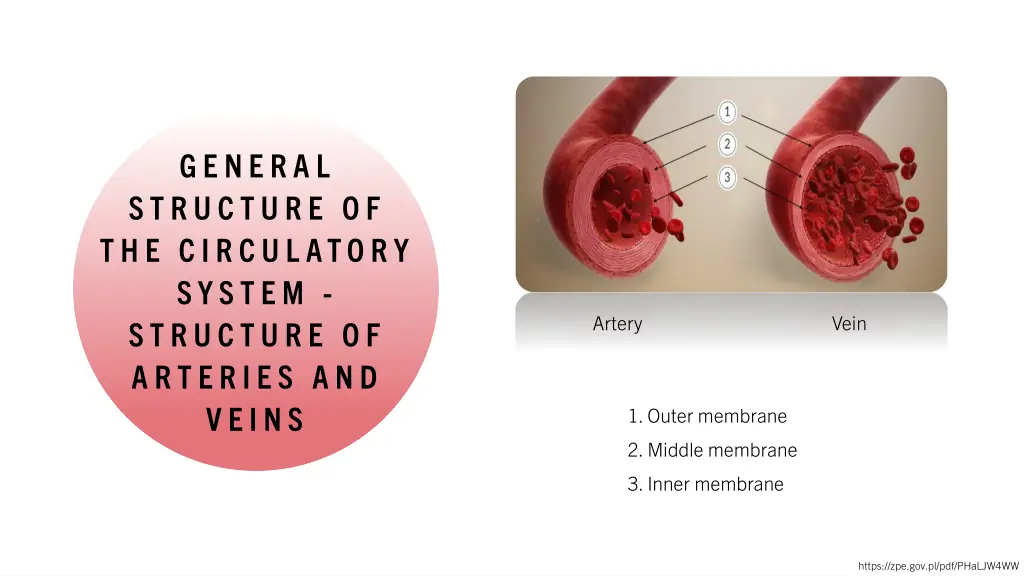 genera l structure of th e circul atory syst