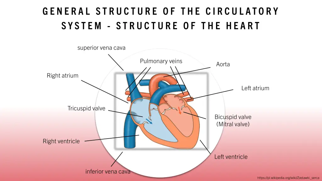 general structure of th e circul atory system