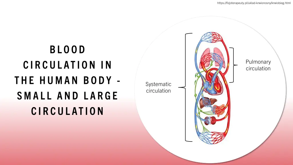 https fizjoterapeuty pl uklad krwionosny