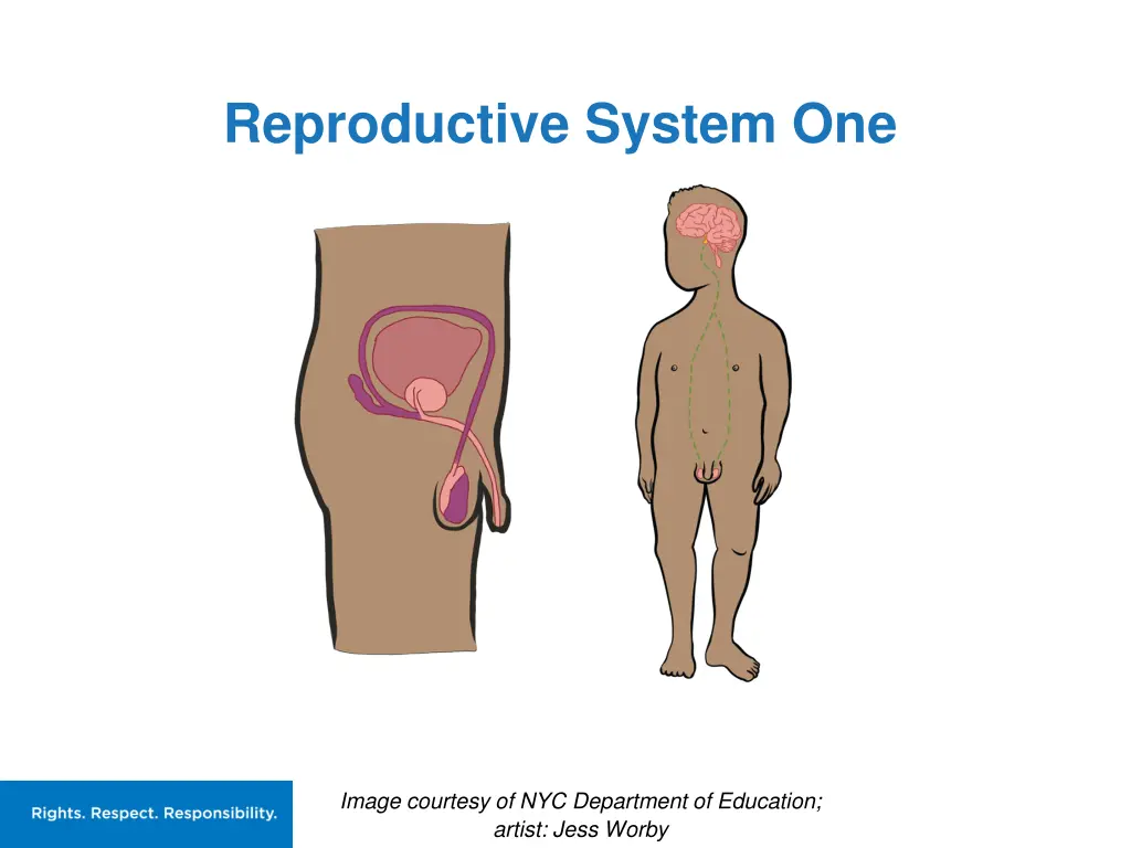 reproductive system one