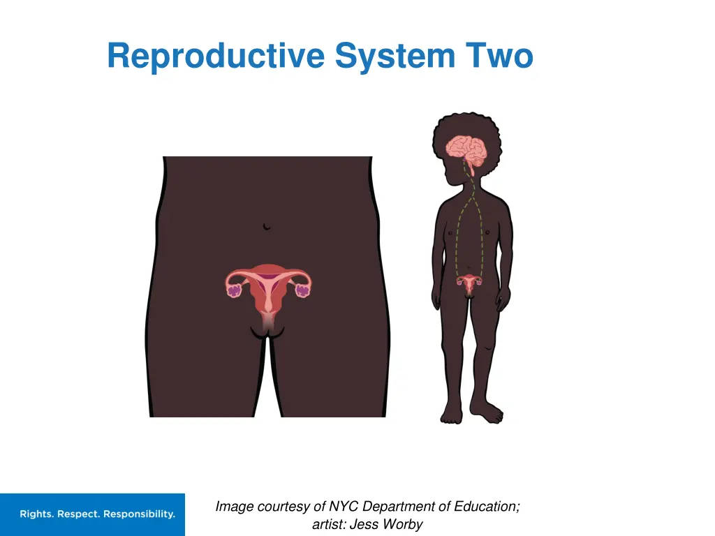 reproductive system two