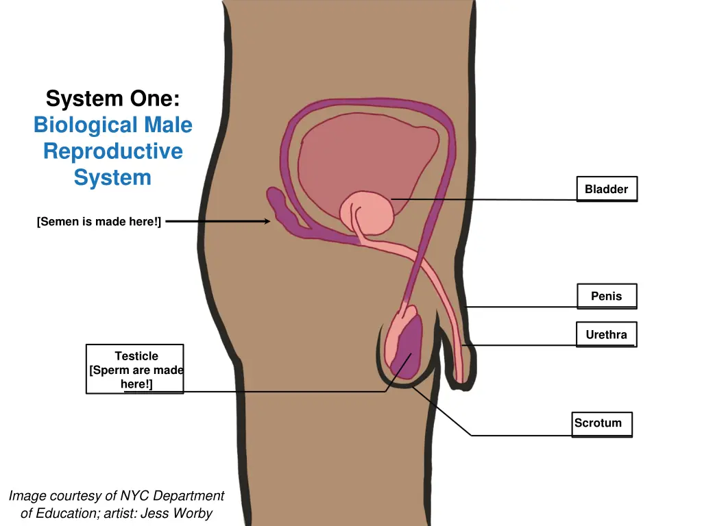 system one biological male reproductive system