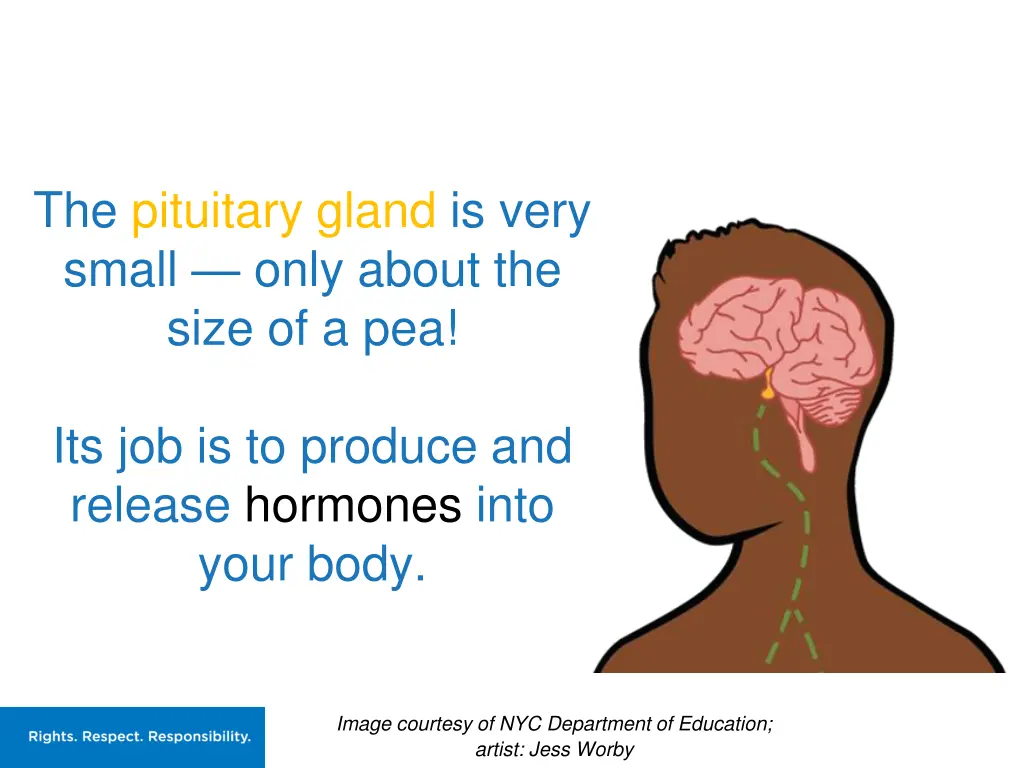 the pituitary gland is very small only about