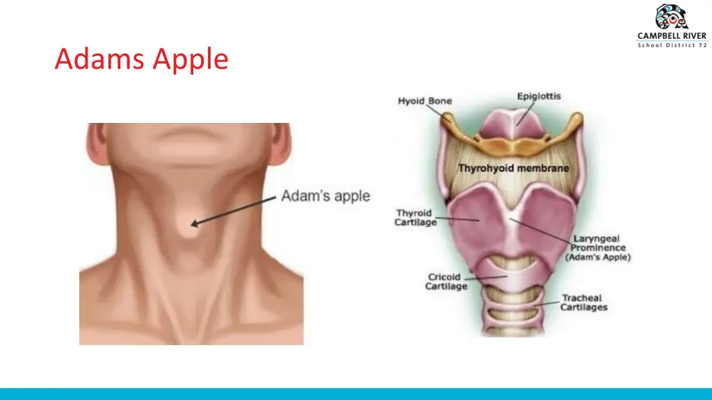 adams apple 1