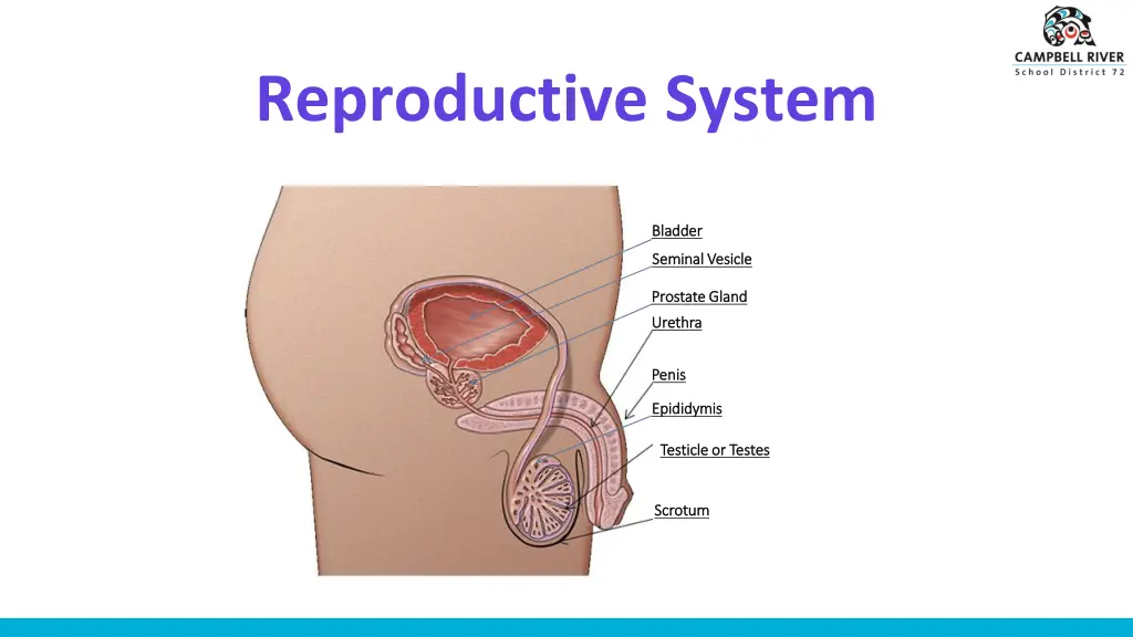 reproductive system 1