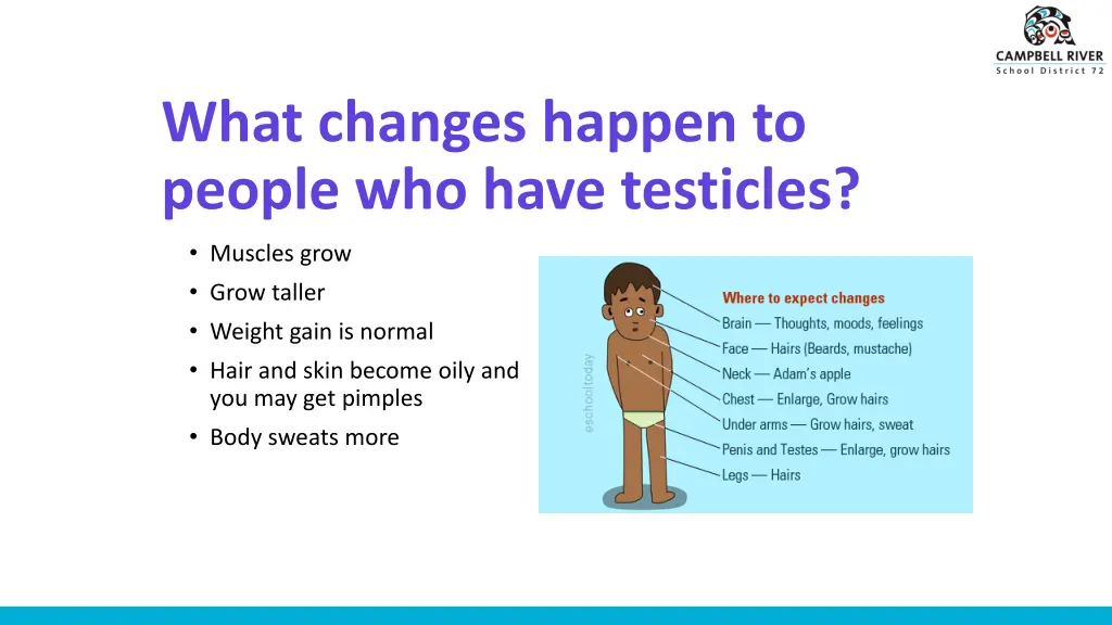 what changes happen to people who have testicles 1