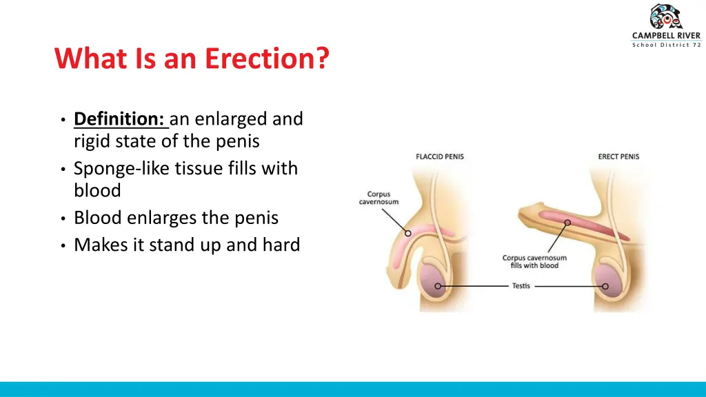 what is an erection