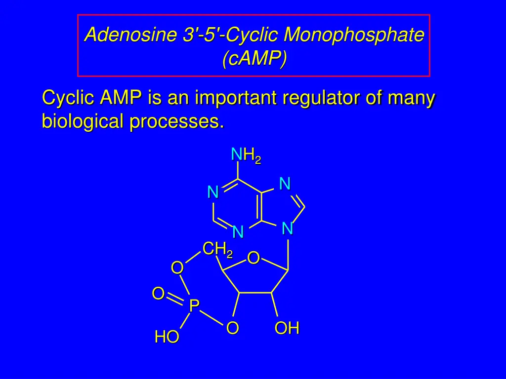 adenosine 3 5 cyclic monophosphate camp