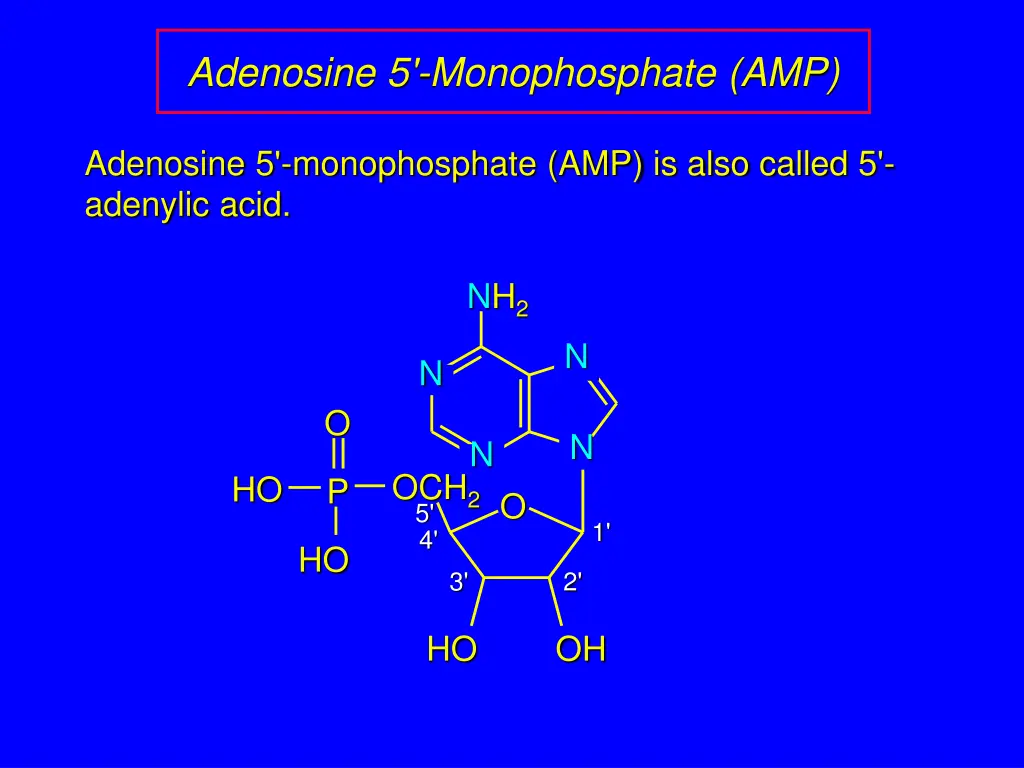 adenosine 5 monophosphate amp