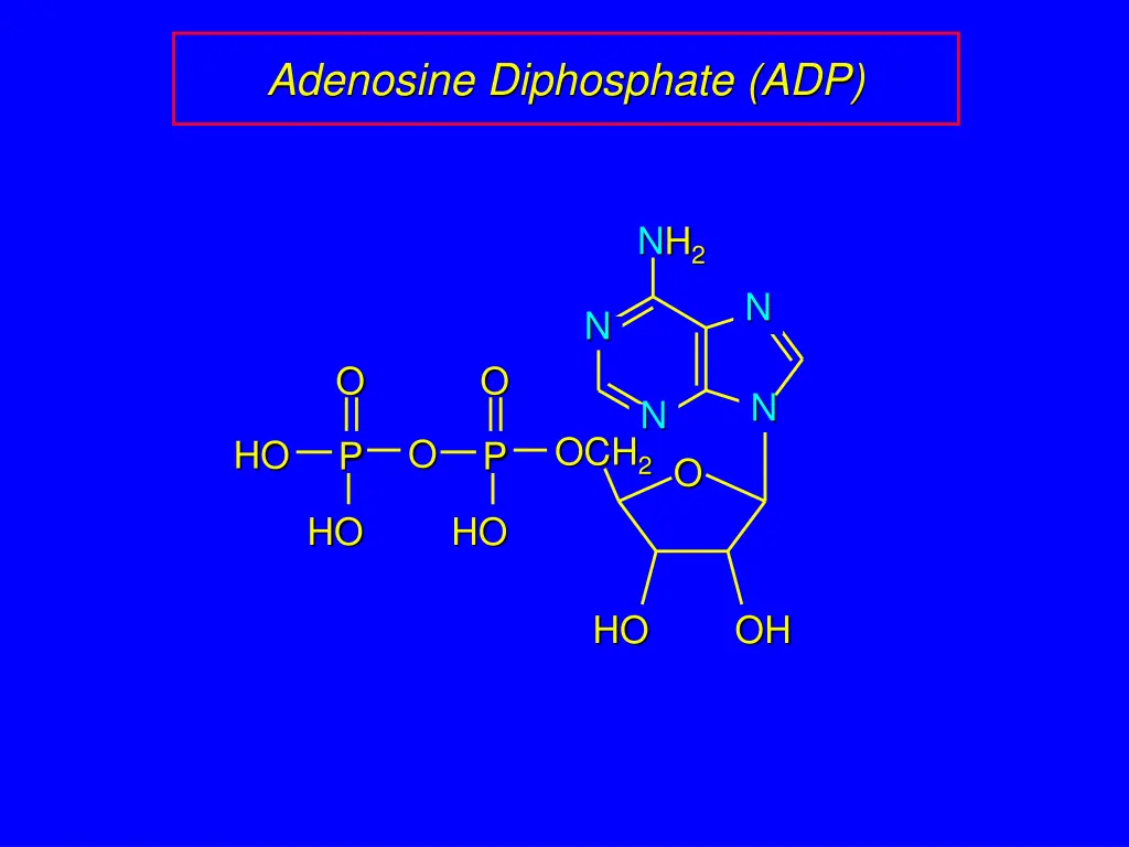 adenosine diphosphate adp