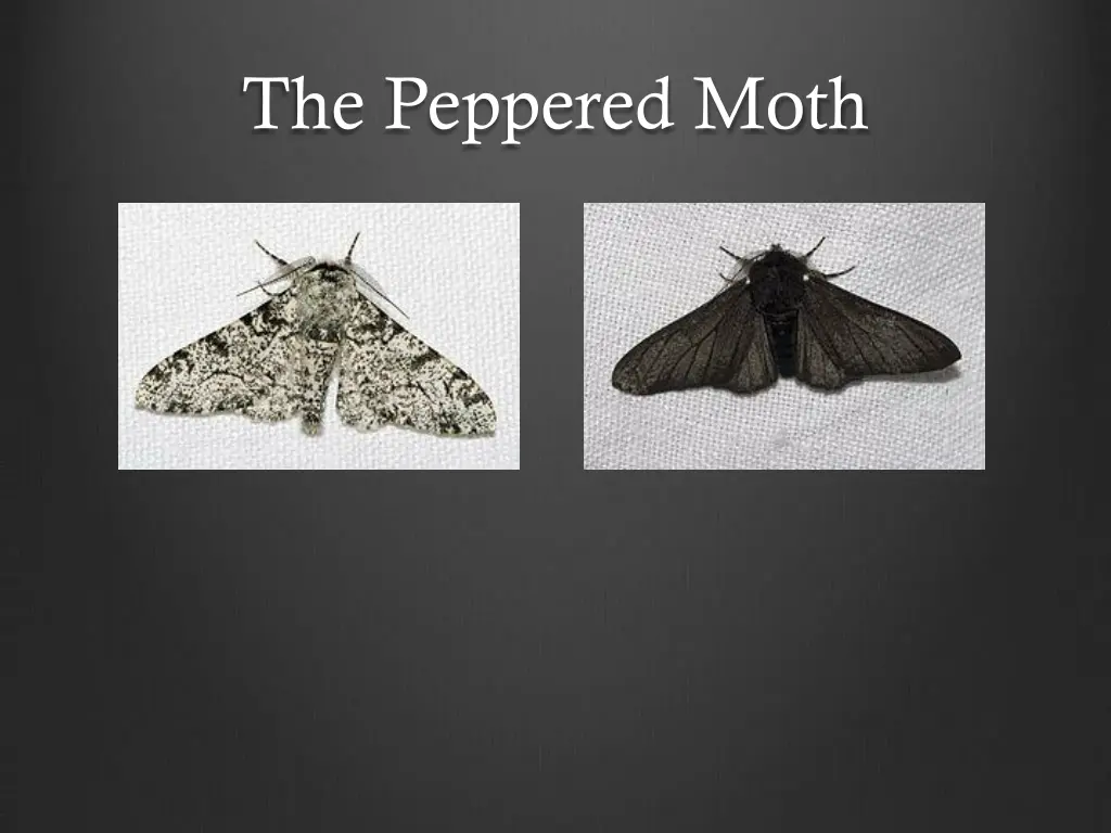 the peppered moth