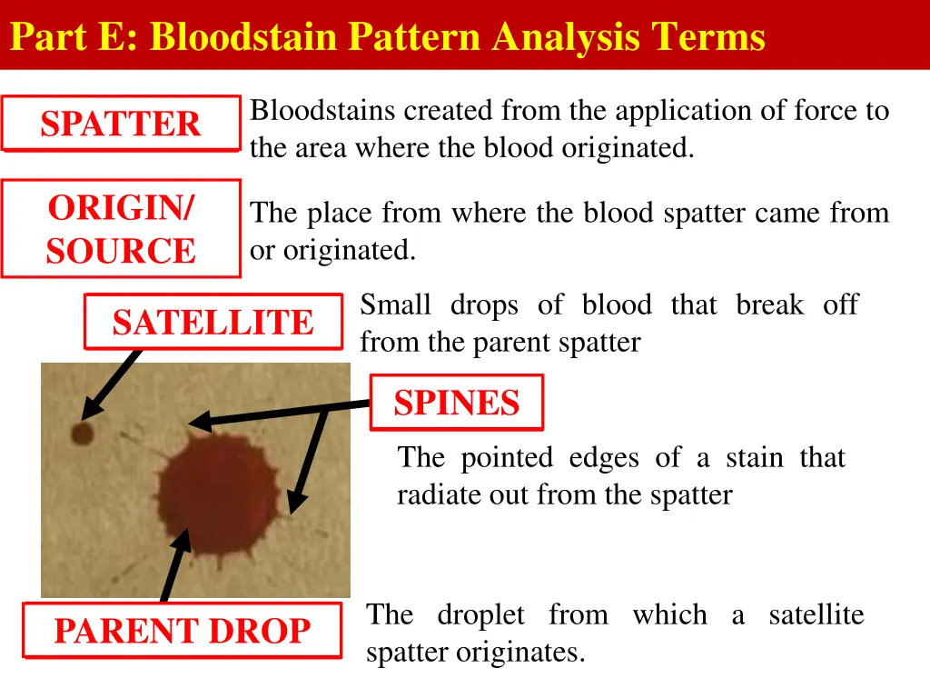 part e bloodstain pattern analysis terms