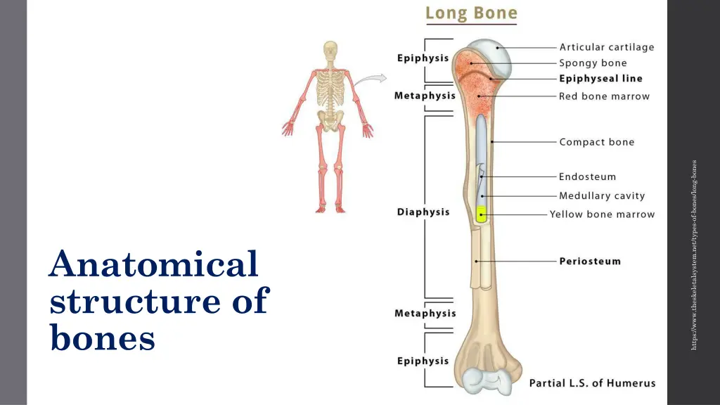 https www theskeletalsystem net types of bones