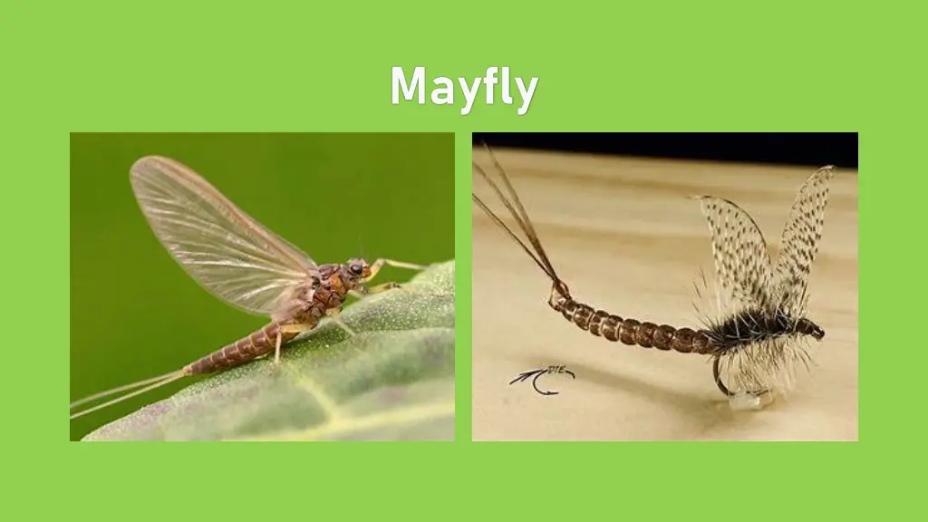 mayfly