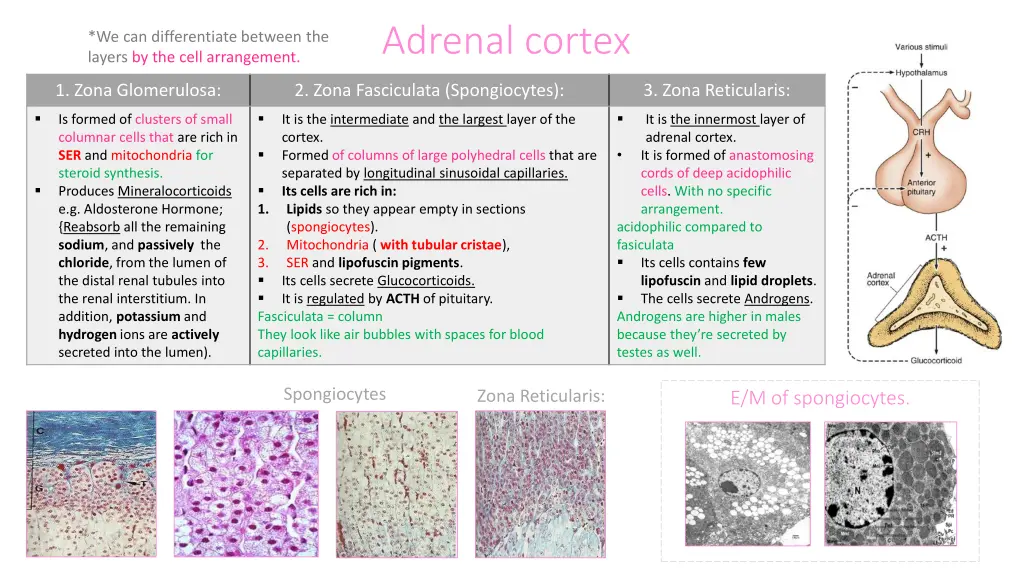 adrenal cortex