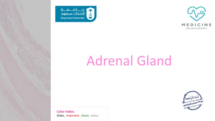 adrenal gland