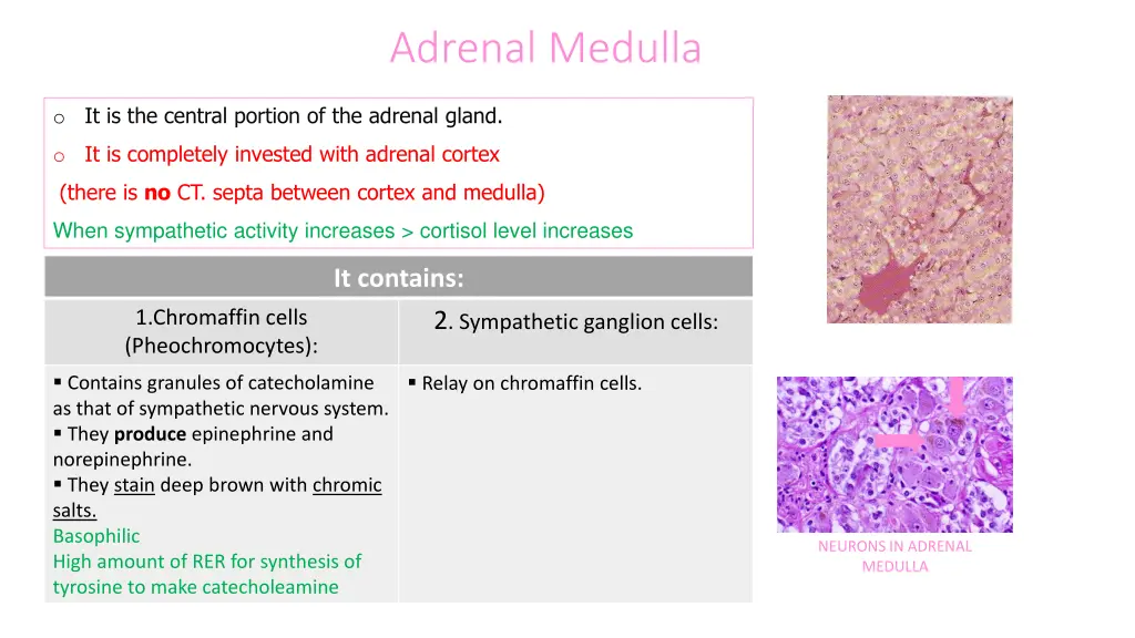 adrenal medulla