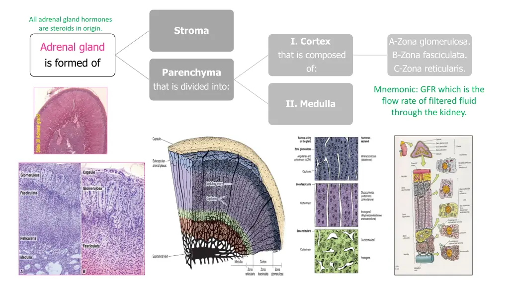 all adrenal gland hormones are steroids in origin