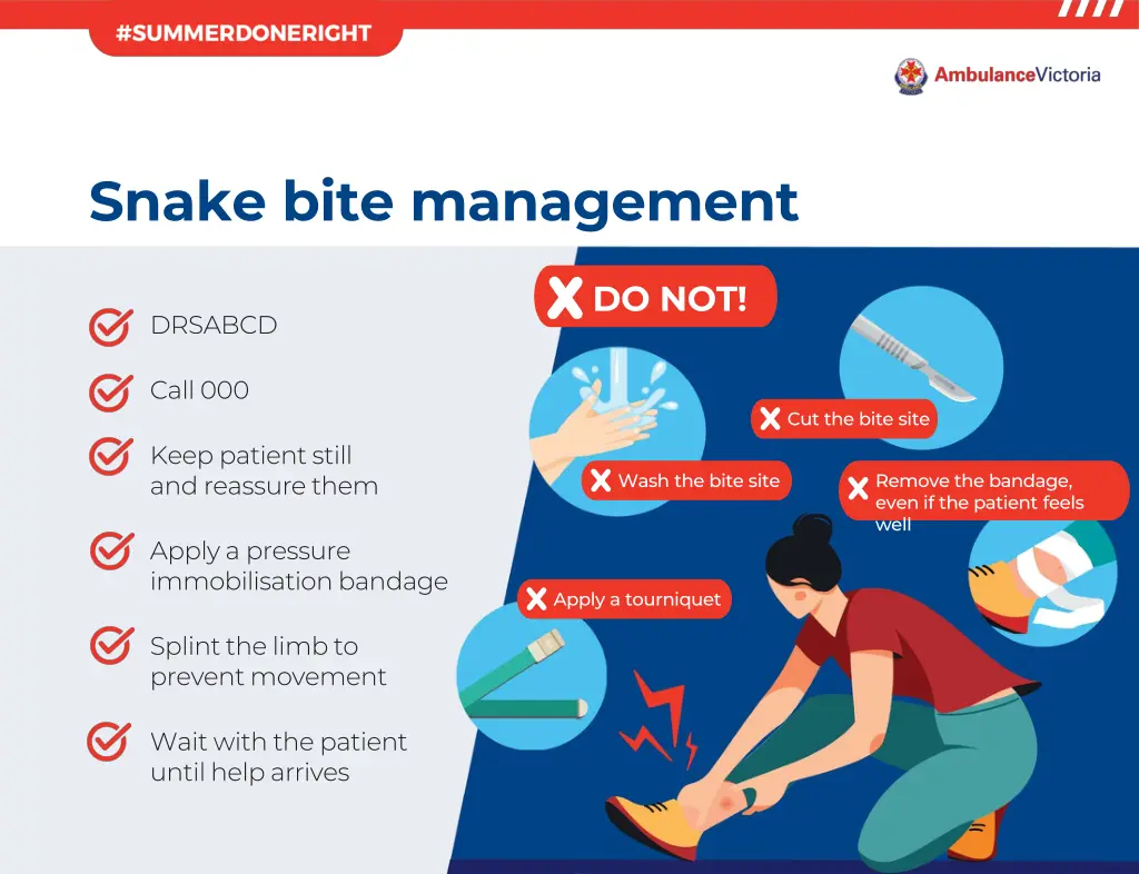 snake bite management