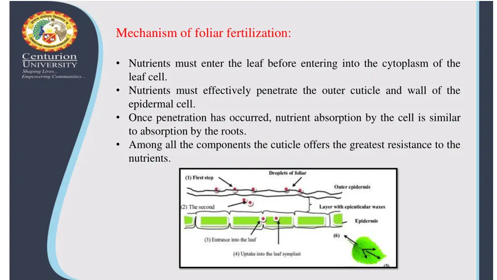 mechanism of foliar fertilization