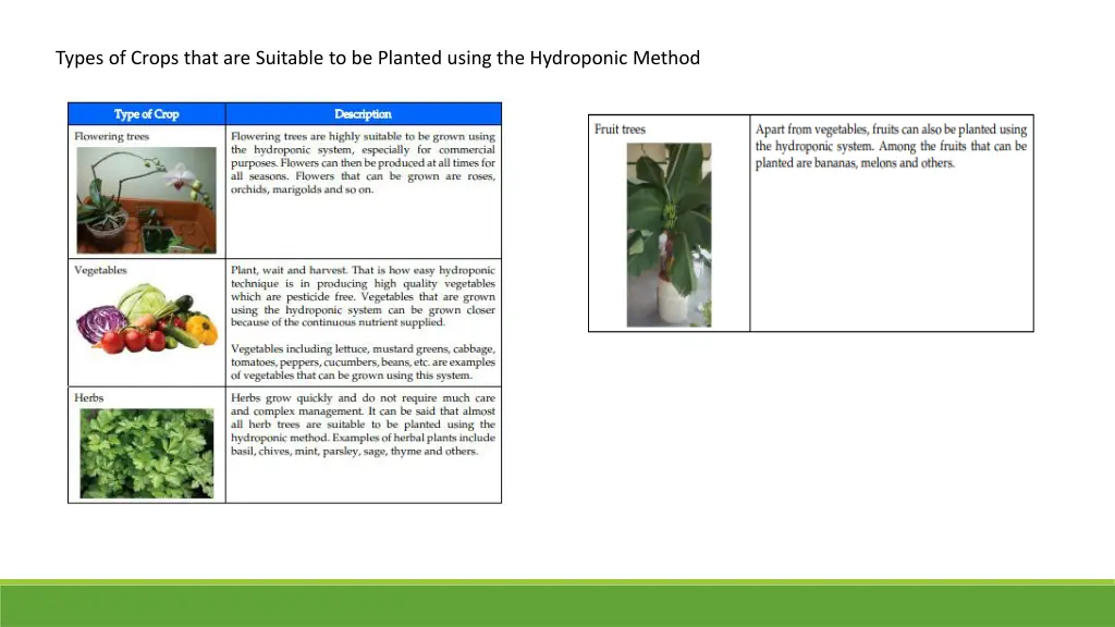 types of crops that are suitable to be planted