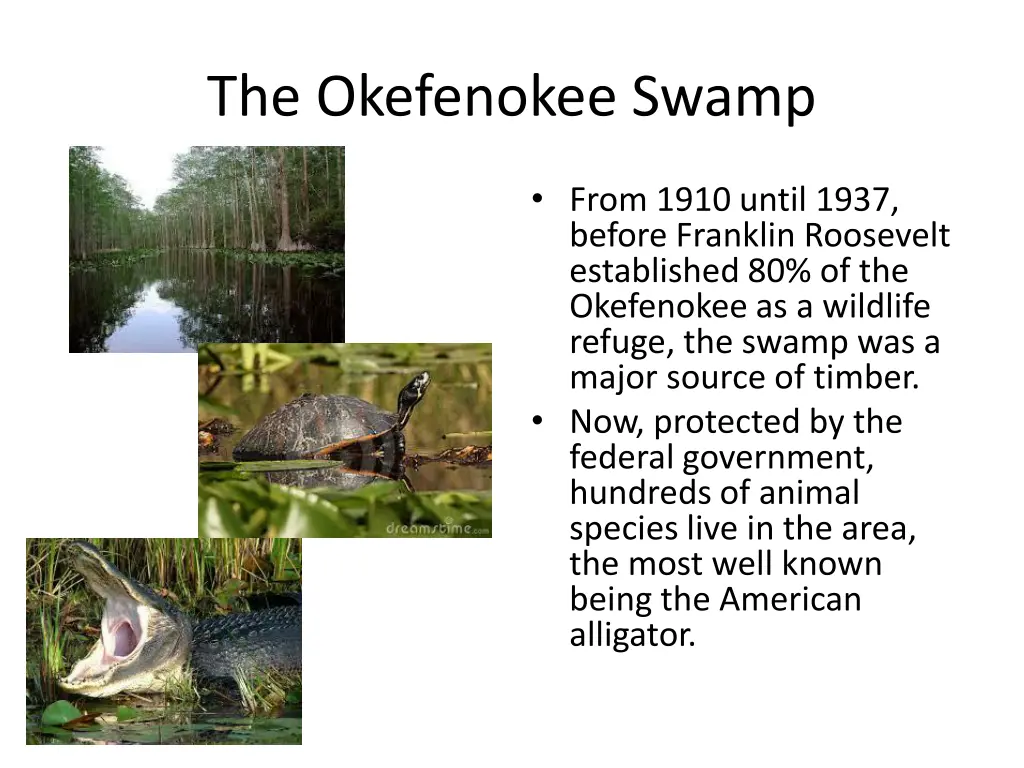 the okefenokee swamp 3