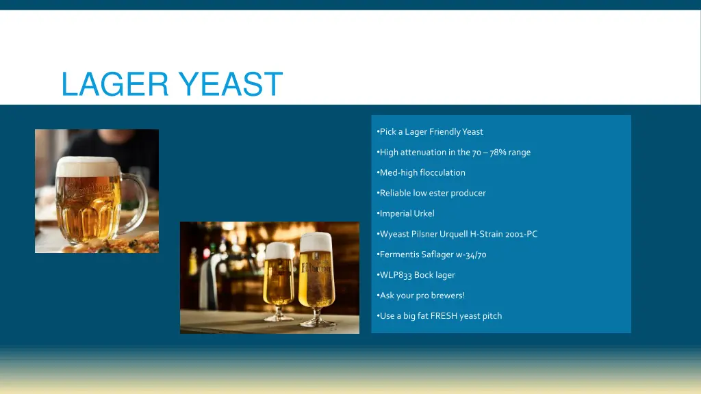 lager yeast
