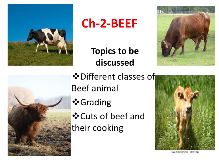ch 2 beef