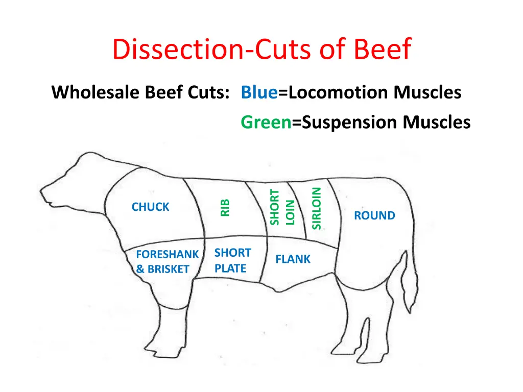 dissection cuts of beef